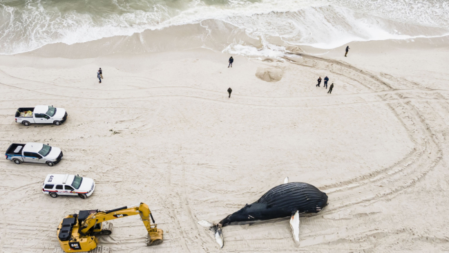 ABD'de gizemli balina ölümleri artıyor: 2 ayda 15 balina karaya vurdu